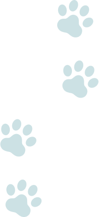犬の肉球背景画像