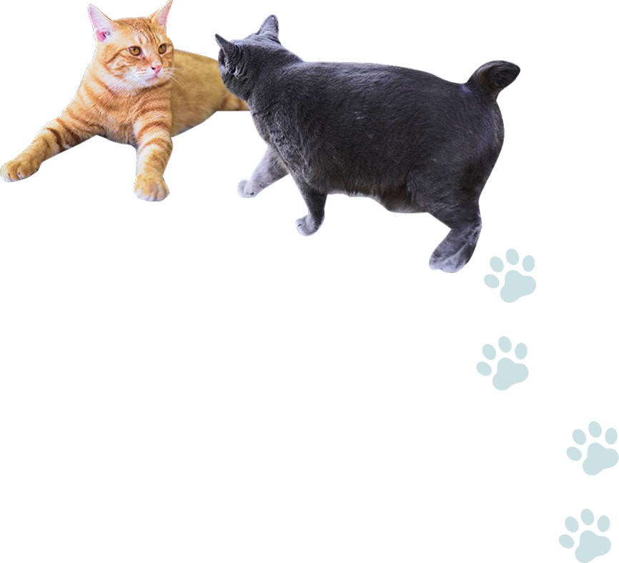 猫の画像