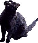 ファーストビュー猫画像１