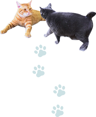 猫の画像