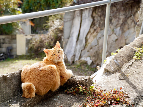 猫が写っている写真です